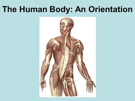 The Human Body: An Orientation