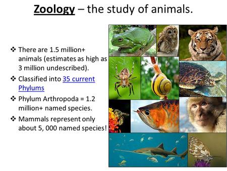 Zoology – the study of animals.  There are 1.5 million+ animals (estimates as high as 3 million undescribed).  Classified into 35 current Phylums35 current.