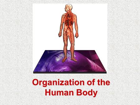 Organization of the Human Body