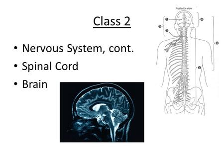 Class 2 Nervous System, cont. Spinal Cord Brain. Development of the Brain and Spinal Cord.