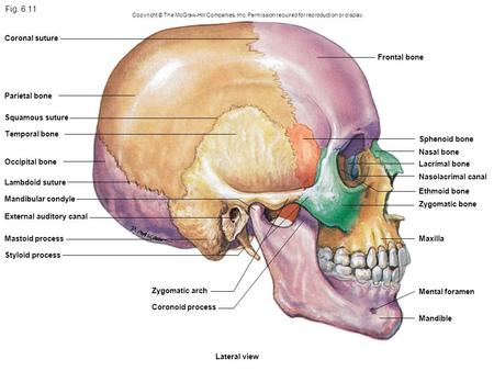 Fig Coronal suture Frontal bone Parietal bone Squamous suture