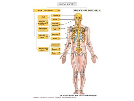 APPENDICULAR SKELETON 126