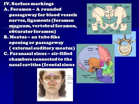 IV. Surface markings A. Foramen – A rounded passageway for blood vessels nerves, ligaments (foramen magnum, vertebral foramen, obturator foramen) B. Meatus.