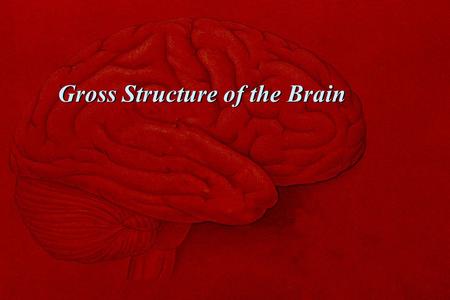 Gross Structure of the Brain. Nervous System  CNS (central nervous system) Brain Spinal Cord  PNS (peripheral nervous system) Peripheral Nerve Ganglion.