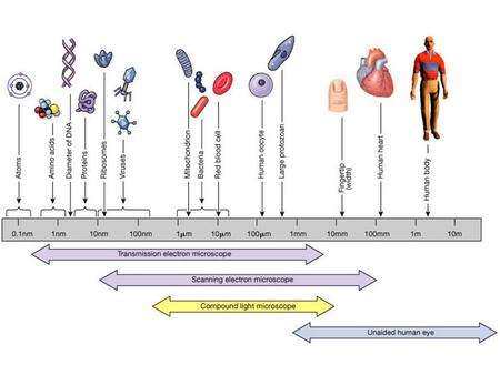 Levels of Organization Organ Systems of the Body.