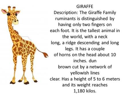 GIRAFFE Description: The Giraffe Family ruminants is distinguished by having only two fingers on each foot. It is the tallest animal in the world, with.