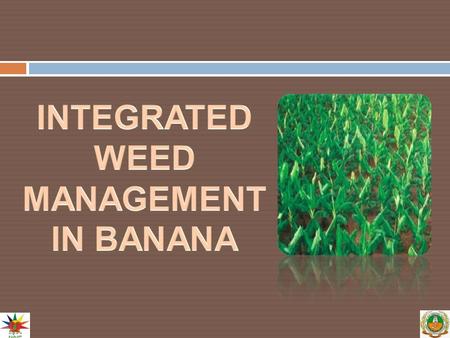 INTEGRATED WEED MANAGEMENT IN BANANA