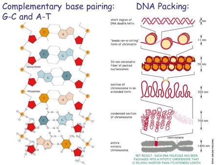 Complementary base pairing: G-C and A-T DNA Packing: