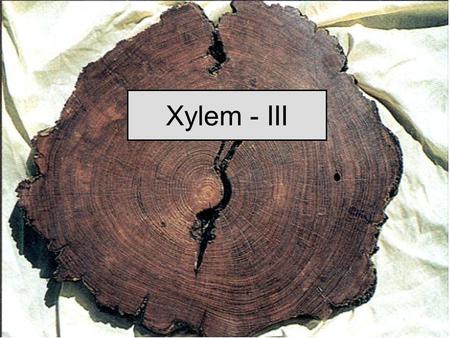 Xylem - III. Heartwood Sapwood Cambium Phloem Periderm.