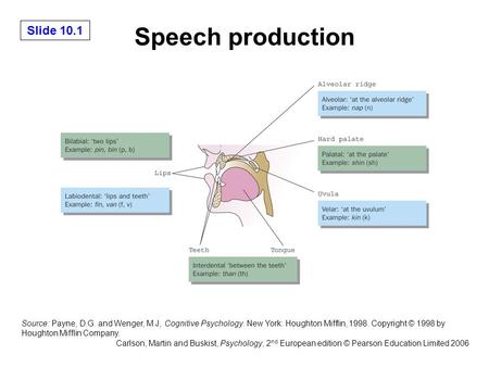 Speech production The areas in the vocal tract where production of consonants takes place. Source: Payne, D.G. and Wenger, M.J, Cognitive Psychology. New.