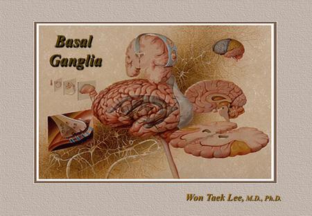 Won Taek Lee, M.D., Ph.D. BasalGangliaBasalGanglia.