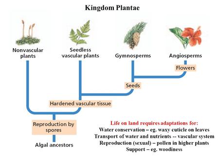 Kingdom Plantae Life on land requires adaptations for: Water conservation – eg. waxy cuticle on leaves Transport of water and nutrients -- vascular system.