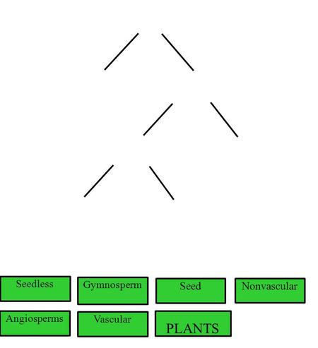 PLANTS Nonvascular Vascular Angiosperms Gymnosperm Seedless Seed.
