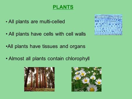 PLANTS All plants are multi-celled All plants have cells with cell walls All plants have tissues and organs Almost all plants contain chlorophyll.