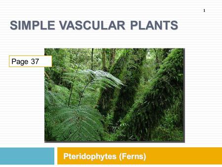 Simple Vascular Plants