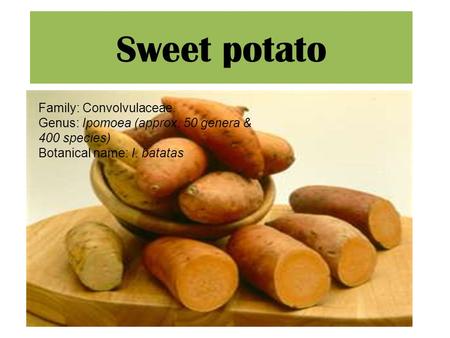 Sweet potato Family: Convolvulaceae. Genus: Ipomoea (approx. 50 genera & 400 species) Botanical name: I. batatas.