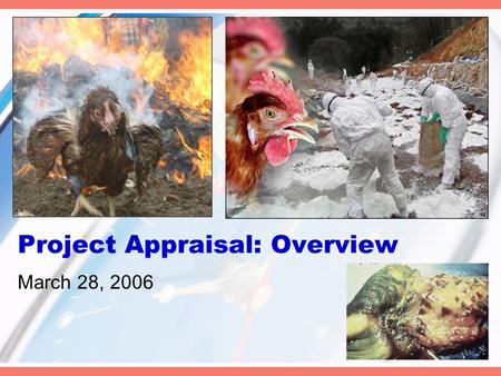 Project Appraisal: Overview March 28, 2006. Country Level Rapid Assessments: Key Areas A. Status of Plans and Activities Current status of AI in the country.