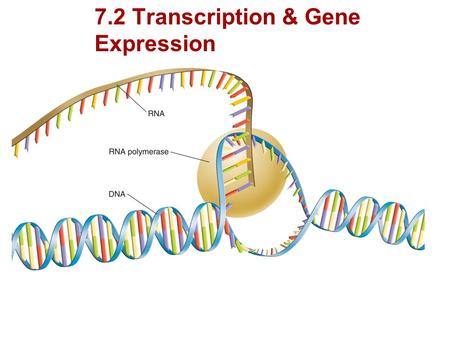 RNA and Protein Synthesis