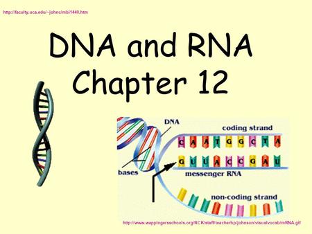 DNA and RNA Chapter 12