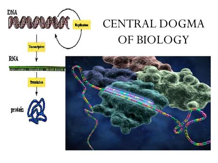 CENTRAL DOGMA OF BIOLOGY. Transcription & Translation How do we make sense of the DNA message? Genotype to Phenotype.