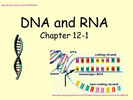 DNA and RNA Chapter 12-1