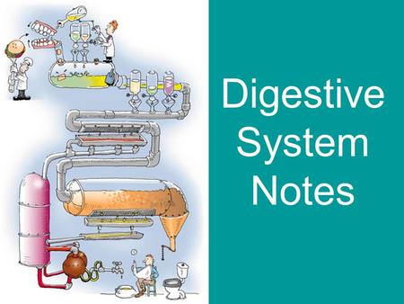 Digestive System Notes. Basic Outline 1. Movement: propels food through the digestive system 2. Secretion: release of digestive juices in response to.