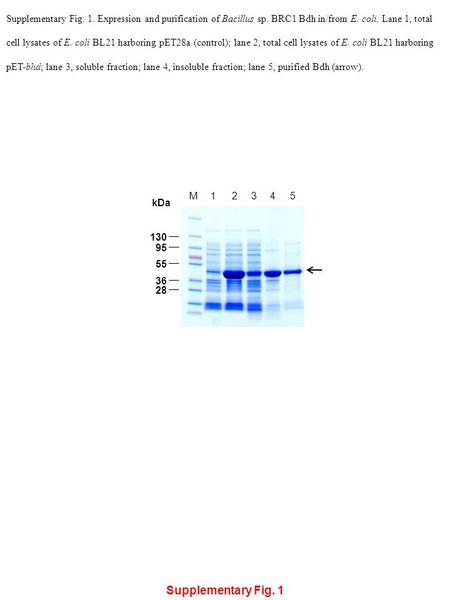 1234M 36 kDa 28 55 95 130 5 Supplementary Fig. 1 Supplementary Fig. 1. Expression and purification of Bacillus sp. BRC1 Bdh in/from E. coli. Lane 1, total.