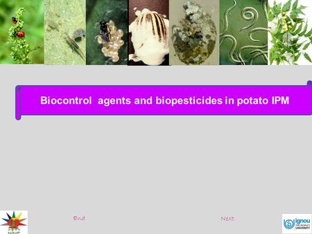 Biocontrol agents and biopesticides in potato IPM End Next.