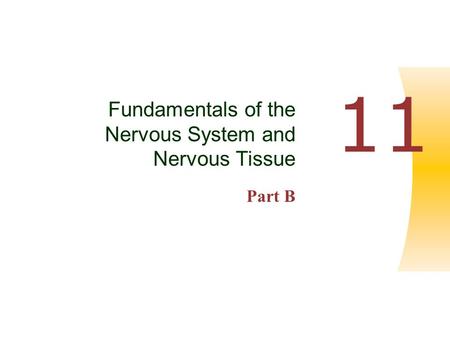 Copyright © 2004 Pearson Education, Inc., publishing as Benjamin Cummings Human Anatomy & Physiology, Sixth Edition Elaine N. Marieb PowerPoint ® Lecture.