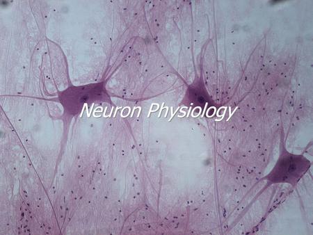 Neuron Physiology. Nervous System Organization  CNS - Brain and spinal cord  PNS - Nerves and Receptors  Somatic  Autonomic - sympathetic and parasympathetic.