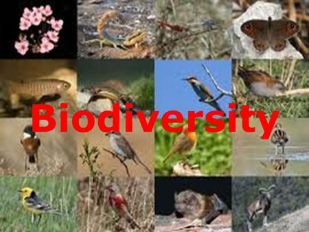 Biodiversity. What is Biodiversity The word biodiversity comes from the term “ biological diversity”. This diversity is the astounding array of plants.