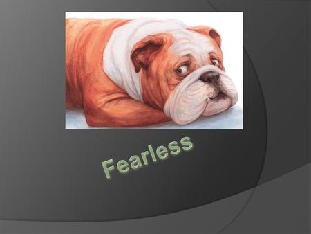 Fearless  Fearless is scared of everything like backfires in the streets from cars.  He is scared of a handbag.