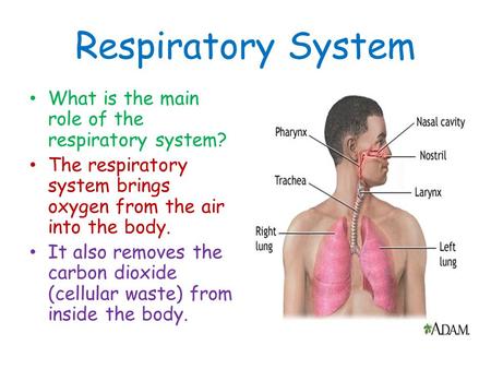 Respiratory System What is the main role of the respiratory system?