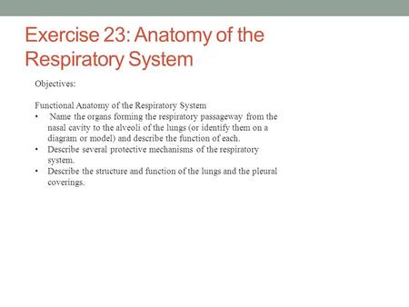 Exercise 23: Anatomy of the Respiratory System