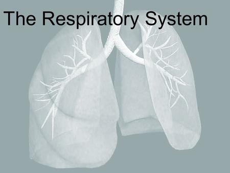 The Respiratory System. There is the Upper respiratory tract and Lower respiratory tract What organs do you think are in each tract? Come up and list.