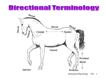 Anatomy & Physiology TM 1 Dorsal Caudal Ventral Cranial Distal Proximal Posterior Anterior Ventral.