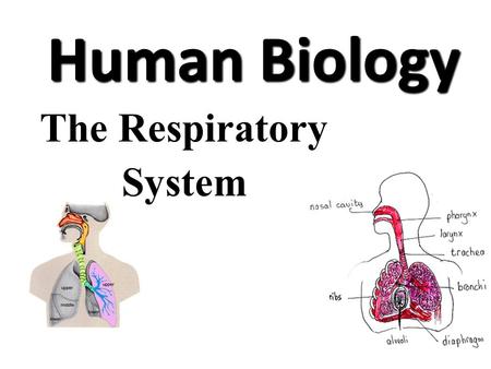 The Respiratory System