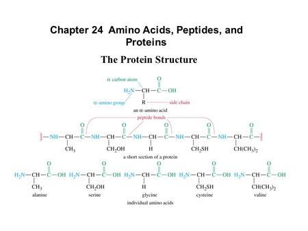 Chapter 24 Amino Acids, Peptides, and Proteins The Protein Structure.