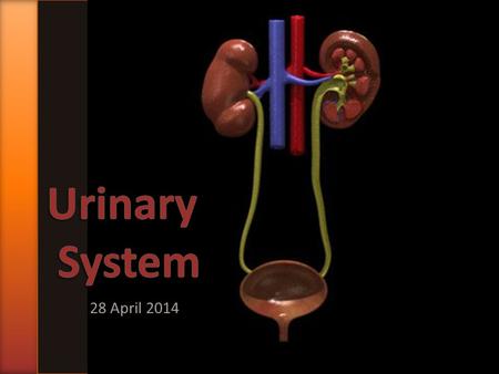 28 April 2014. » The urinary system produces urine. The production of urine has three main functions: 1)Excretion of waste products of metabolism, especially.