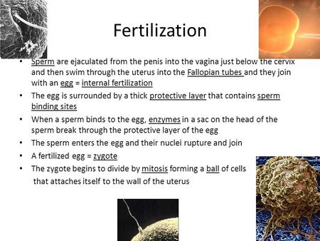 Fertilization Sperm are ejaculated from the penis into the vagina just below the cervix and then swim through the uterus into the Fallopian tubes and they.