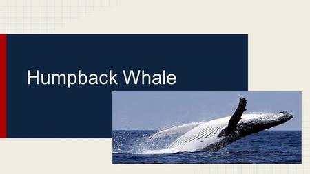 Humpback Whale.