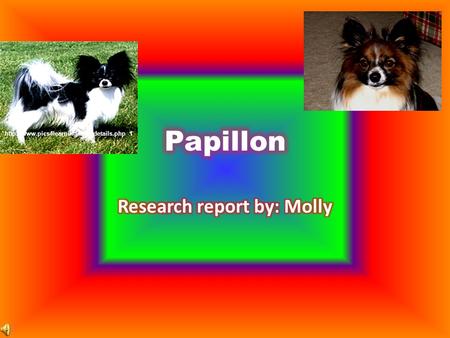 1 The Papillion’s ears they’re as you may look at it are kind of like Butterflies’ wings or Elephants’ ears.