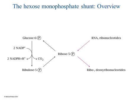 The hexose monophosphate shunt: Overview © Michael Palmer 2014.