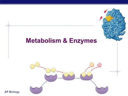 AP Biology Metabolism & Enzymes AP Biology Day 1 - Flow of energy through life  Life is built on chemical reactions  transforming energy from one form.