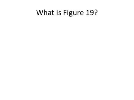 What is Figure 19?. Figure 19 19A= Establish Purpose 19B= Questions 19C= Monitor and Adjust Comprehension Using Background 19D= Make Inferences Using.