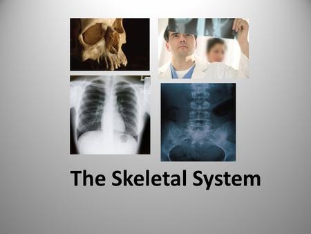 The Skeletal System. The skeletal system consists of: 1. Bones 2. Cartilage 3.Connective tissue ***There are about 206 bones in an adult.