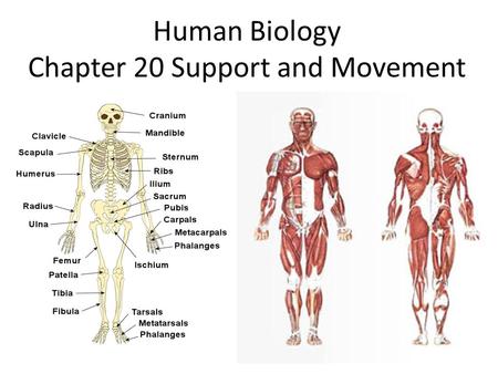 Human Biology Chapter 20 Support and Movement