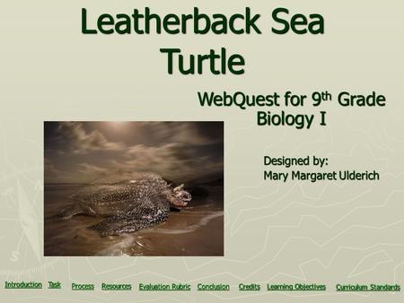 Leatherback Sea Turtle