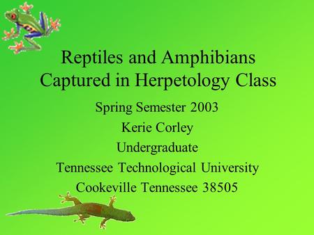 Reptiles and Amphibians Captured in Herpetology Class Spring Semester 2003 Kerie Corley Undergraduate Tennessee Technological University Cookeville Tennessee.