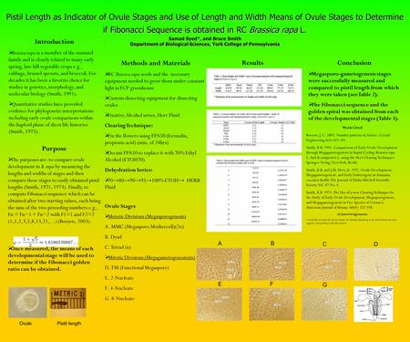 Pistil Length as Indicator of Ovule Stages and Use of Length and Width Means of Ovule Stages to Determine if Fibonacci Sequence is obtained in RC Brassica.